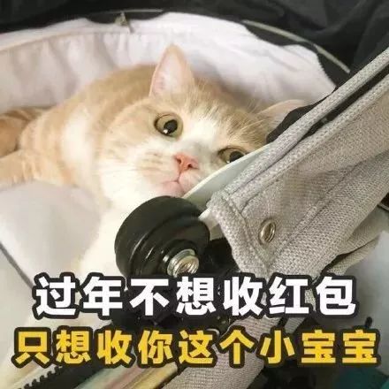 追女孩子的土味情话猫咪版表情包第6张